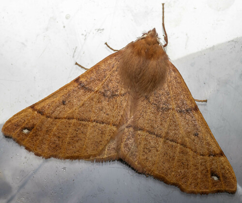 Photo of Feathered Thorn (Colotois pennaria)