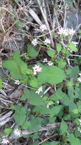 Image of Persicaria thunbergii by (c) yajapin, some rights reserved (CC BY)