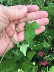 Ipomoea purpurea