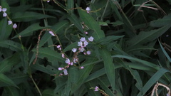 (c) yajapin, some rights reserved (CC BY) Persicaria odorata, photograph (c) yajapin, some rights reserved (CC BY)