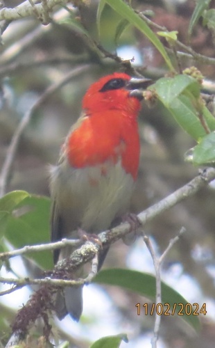 Forest Fody (Foudia omissa), photo 4