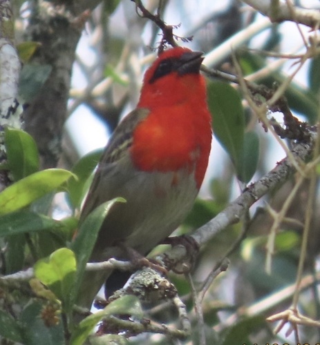 Forest Fody (Foudia omissa), photo 8