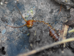Lithobius variegatus