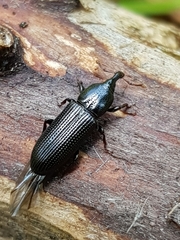 Cossonus
