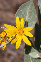 Wyethia mollis