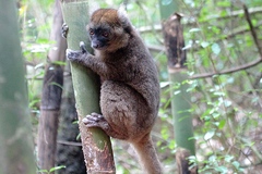 Prolemur simus