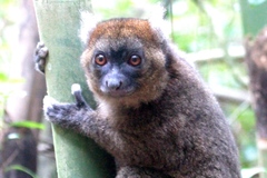 Prolemur simus