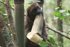 Prolemur simus