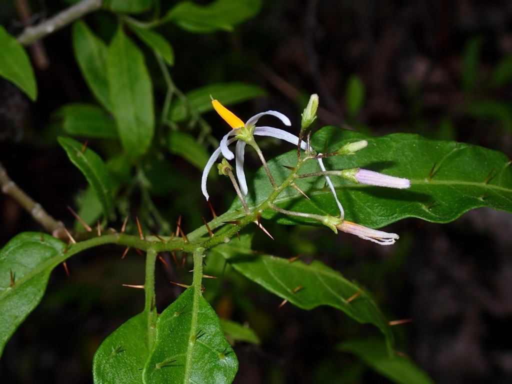 Bahama Nightshade