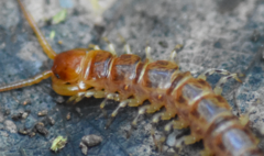 Lithobius variegatus