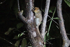 Microcebus rufus