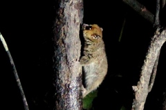 Microcebus rufus