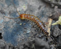 Lithobius variegatus