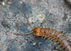 Lithobius variegatus