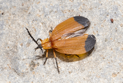 Lycus arizonensis