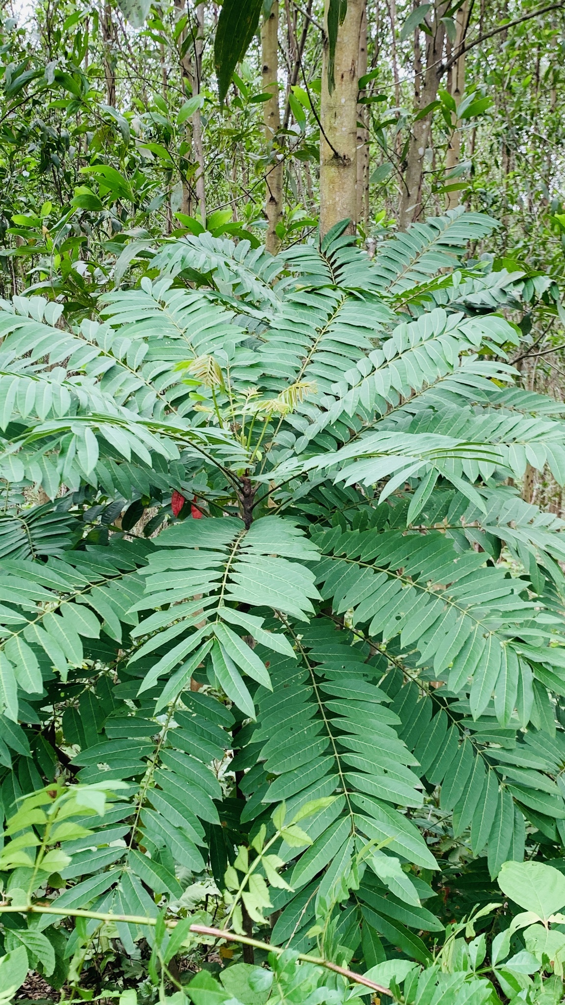 Eurycoma longifolia — ảnh 3