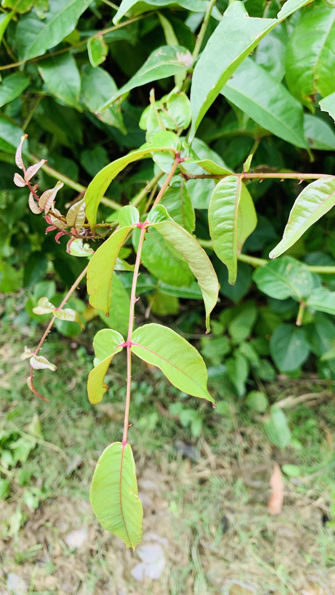 Zanthoxylum nitidum (Zanthoxylum nitidum)