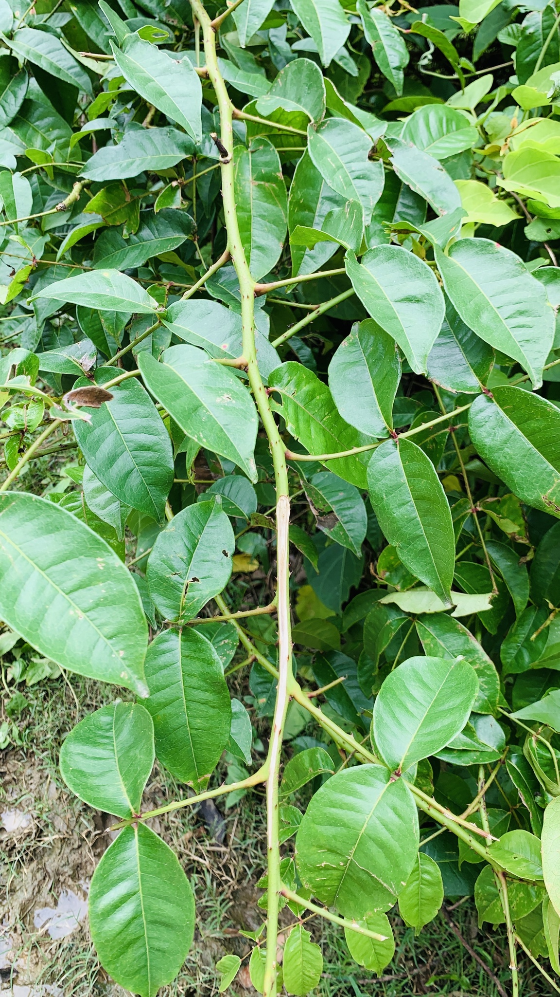 Zanthoxylum nitidum — ảnh 2