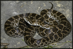 Great Plains Rat Snake photo 1