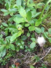 Salix myrtillifolia