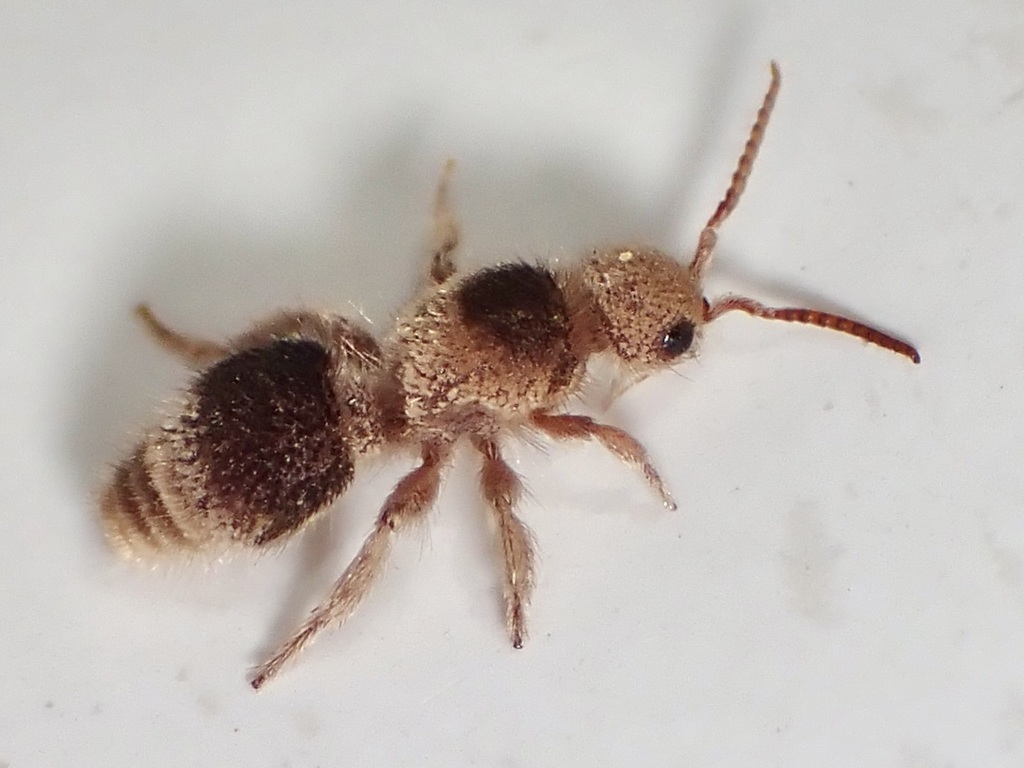 Laminatilla