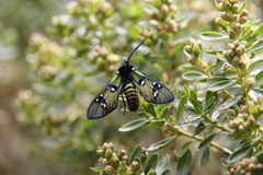 Chrysocale principalis