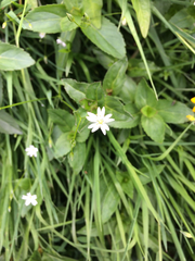 Stellaria calycantha