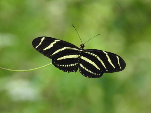 Zebra Longwing, photo 4 of 8