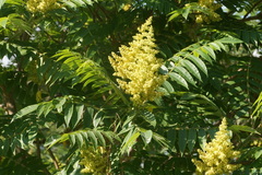 Rhus typhina — photo 2