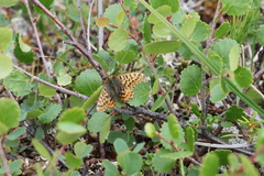 Boloria freija