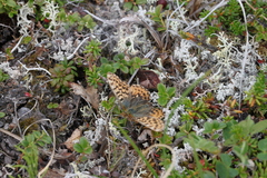 Boloria freija
