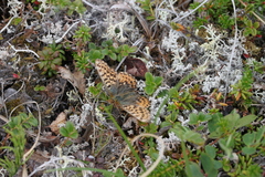 Boloria freija