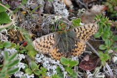 Boloria freija