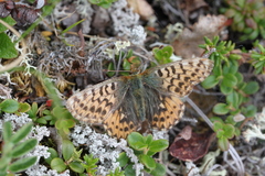 Boloria freija