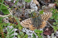 Boloria freija