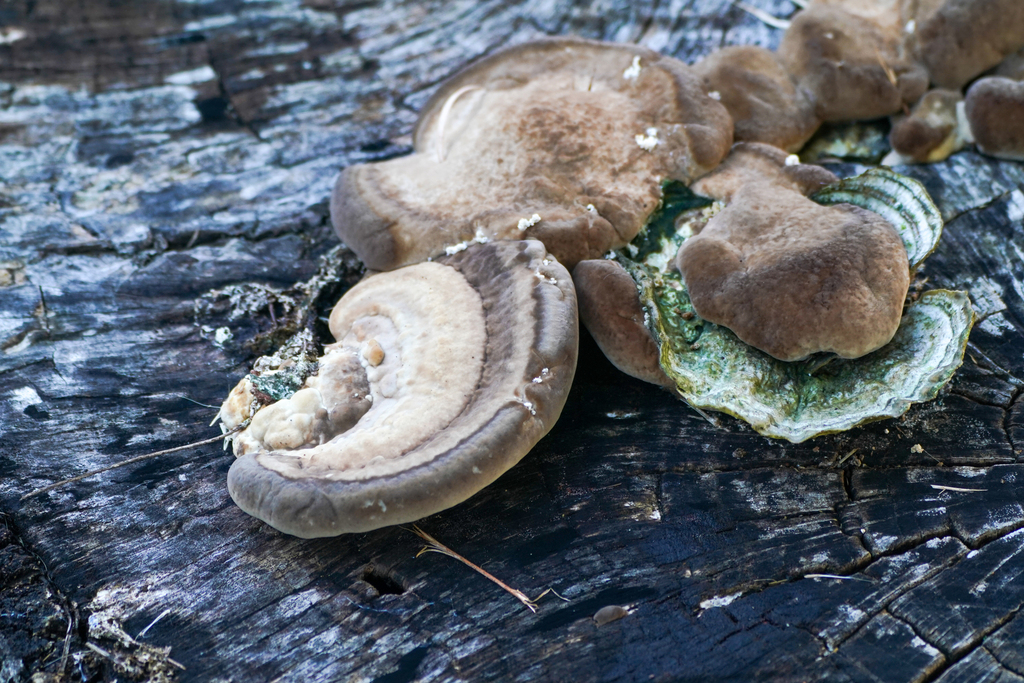 Trametes orientalis · November 2024 · photo: © tbc_watanabe (iNaturalist, cc-by)