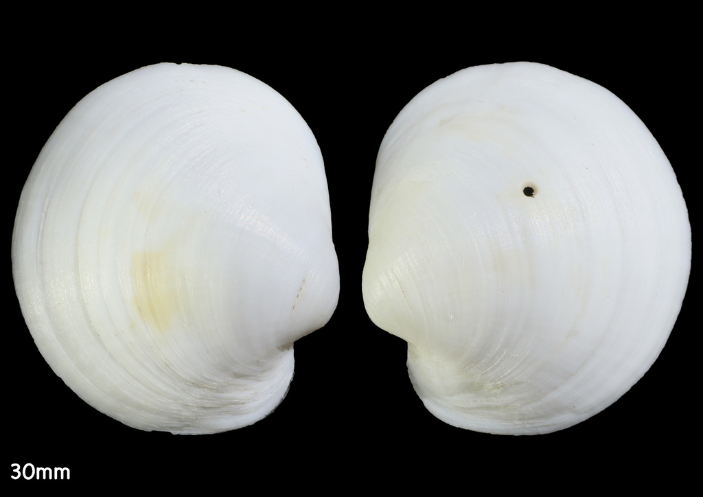 Loripinus fragilis