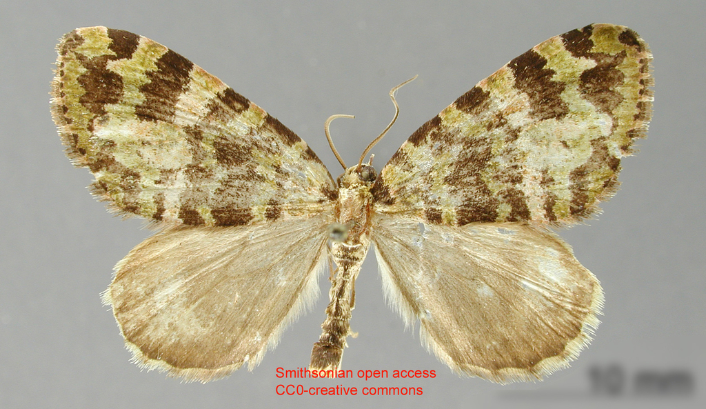 Hydriomena cydra