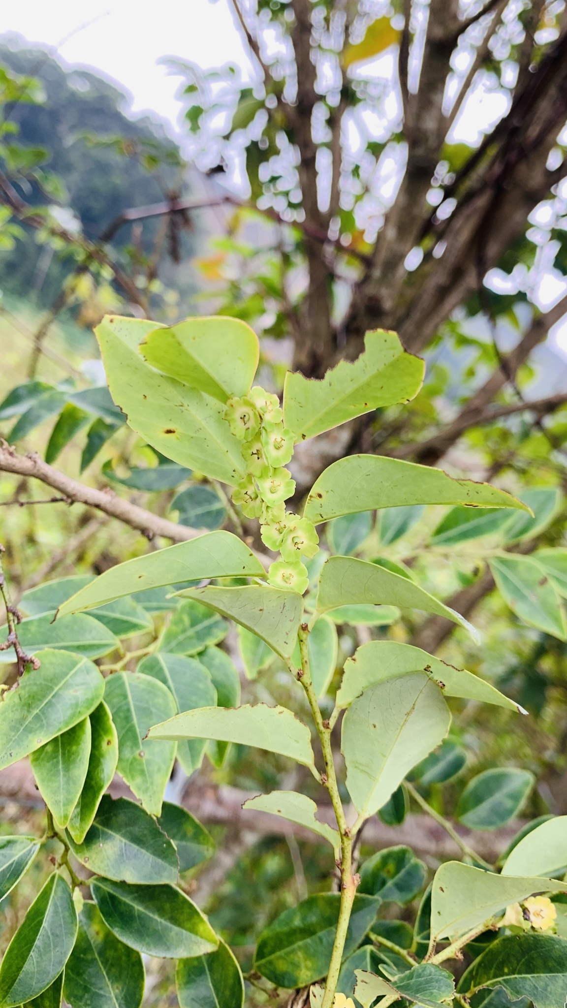 Breynia fruticosa (Breynia fruticosa)