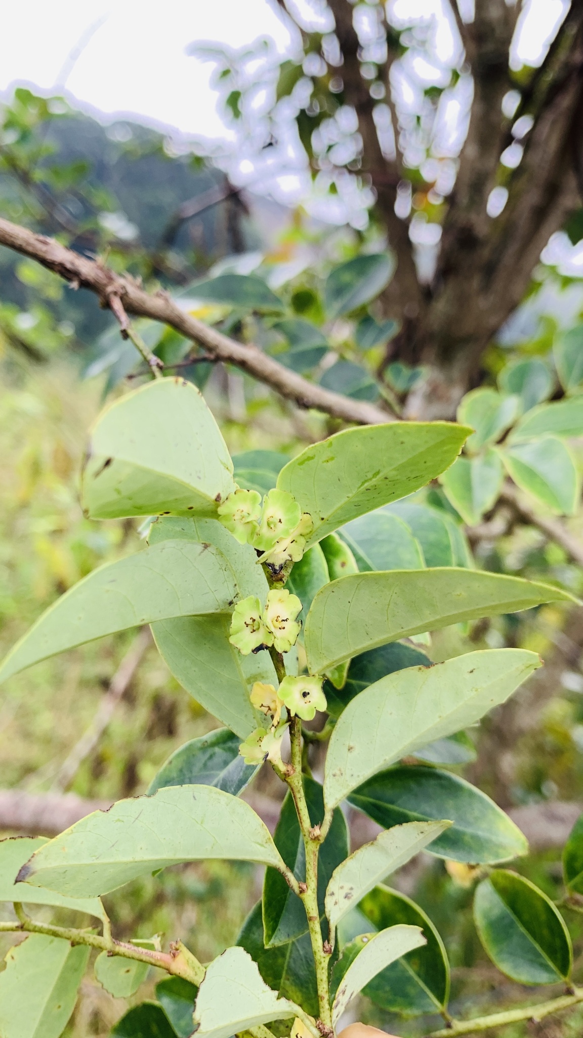 Breynia fruticosa — ảnh 2