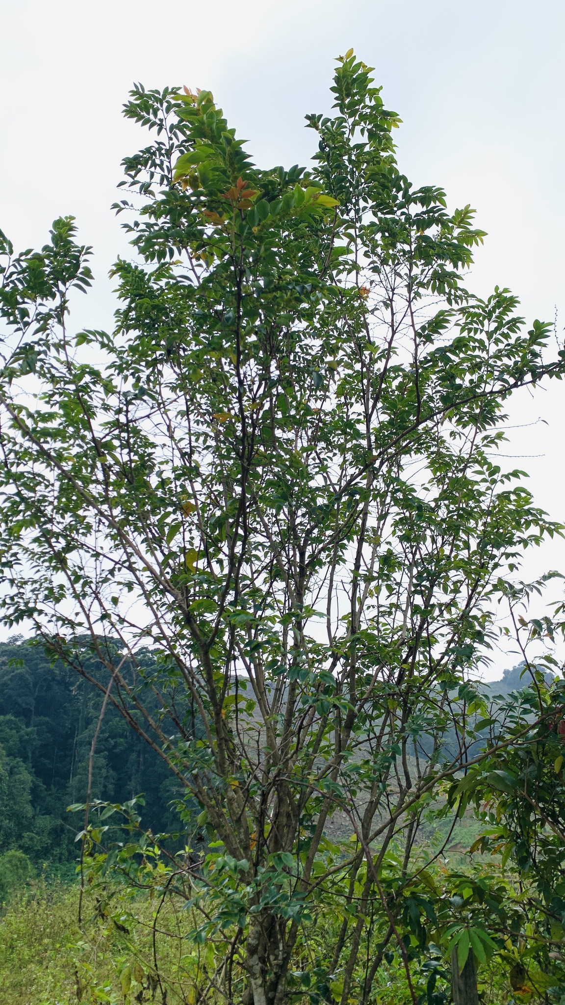 Breynia fruticosa — ảnh 3