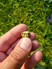 Callirhytis quercusoperator