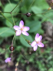 Talinum paniculatum