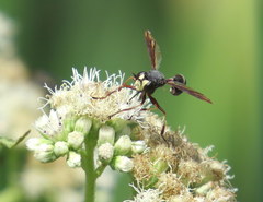 Physocephala furcillata