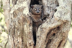 Lepilemur hubbardorum