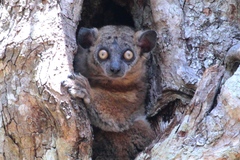 Lepilemur hubbardorum