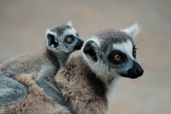 Lemur catta