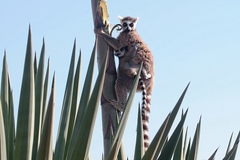 Lemur catta