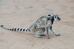 Lemur catta