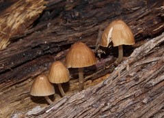 Mycena yuulongicola